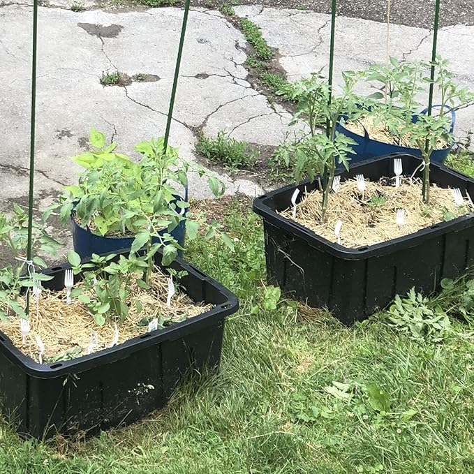 Garden Plant Stakes 24 Inch 2Ft Steel Plant Stick Support, 25 Pack Tomato Stakes for Growing Climbing Plants